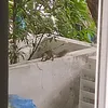 animallover24678