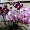 wong_reog78
