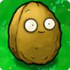 peakwallnut