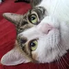 mau_the_cat_