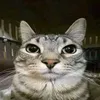 hola._9911