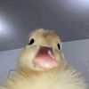 amandasyahiraaaa