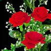 bi.nguy7371