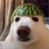 perritosandia3