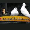 gulfaam272