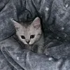 hanzihajii126