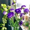 fathima0981