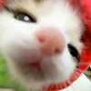 nguynmeo_hihi