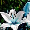 bunga.lily427