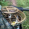 nguyenquy_12