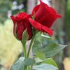 alisherchanna89