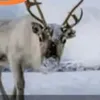 ansku394
