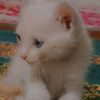 nhassan19