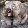 wombat925