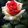 fahana1493