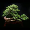 Zuka zuka balibonsai