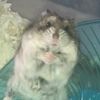 Hamsterslay