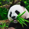 pandapier8
