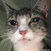 _cduyyyyy