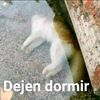 dejen_dormir_4