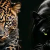 lawo1_222222