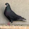 🦅