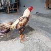 agus.setiawan2830