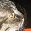 alexandrasasu64