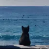 kiayjrjwya