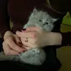 zoz_cr16