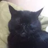 dat_catto
