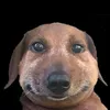 qgamerq5