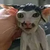 lengoctruongan