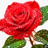 user1045042368106