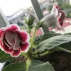 nhung005500