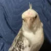 heltonalves800