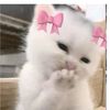 alw4ys_qii4