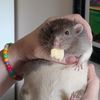 crazyratlady6