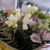 raniasalama965