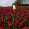 rwa_e2