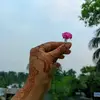 tanjila__simu