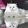 winterfoxariel