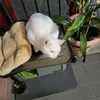 barfthewhitecat