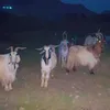 zhiani.kojari