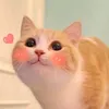songdng8