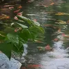 repchuoidi_7