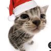 ijustlovecristmas