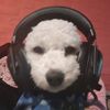 el_willy_1231