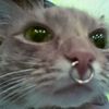kat.sweet_
