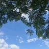 habiba_1560